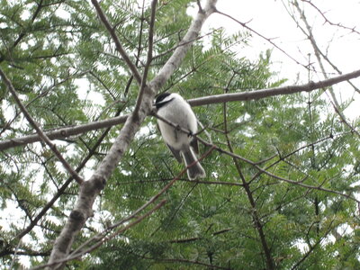 Angèle Rioux, Marais du nord - oiseau