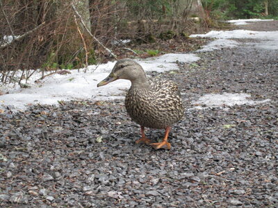 Angèle Rioux, Marais du nord - canard