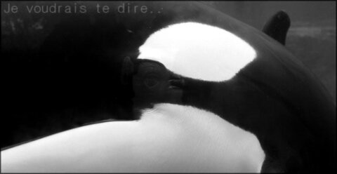Orques, 2922241369_2_3