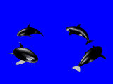 Orques, orques004