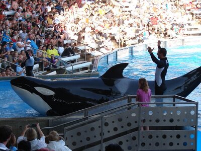 Orques, 24-Seaworld Shamu Killer Whale Show