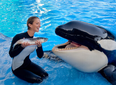 Orques, 35699-hi-Shamu_1