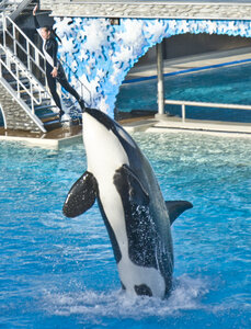 Orques, DSC_0059 girl on tip of shamu’s nose as he lunged skyward en ca