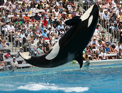 Orques, shamu  1 