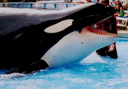 Orques, shamu