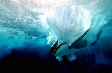 Orques, shamu1  1 