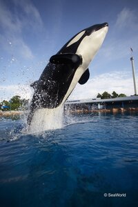 Orques, Shamu-1-749750