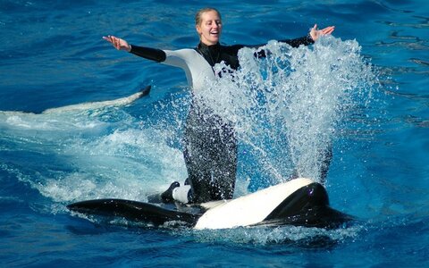 Orques, shamu1-787336