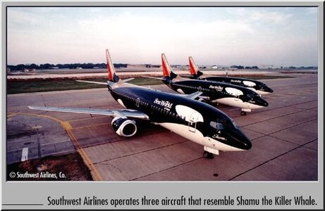 Orques, shamu2