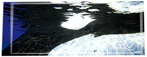 Orques, shamu-04