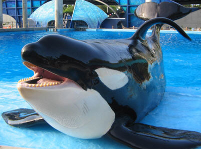 Orques, Shamu-Orlando-Twitter-738512