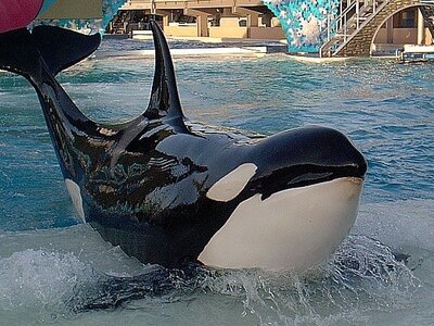 Orques, sshamu