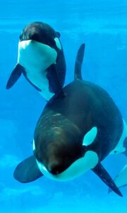 Orques, 2662459932_small_2