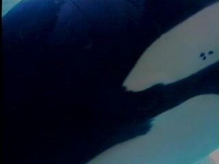 Orques, 2897010979_1