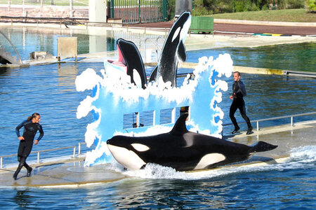 Orques, parc-loisirs-marineland-bassin-orques