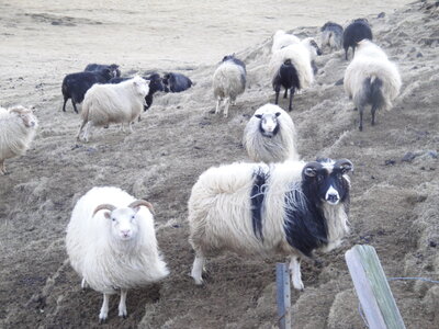 Islande - îles Vestmann, DSC01784
