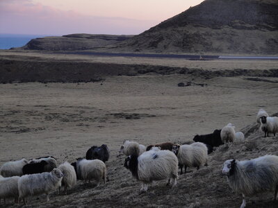 Islande - îles Vestmann, DSC01788