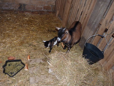 Les bestioles du verger, raoul