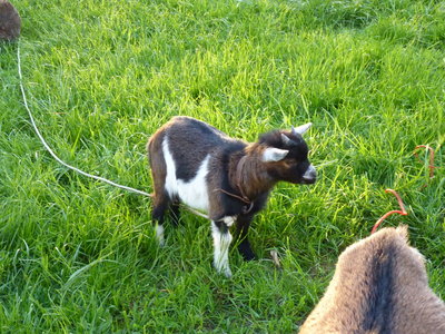 Les bestioles du verger, raoul3