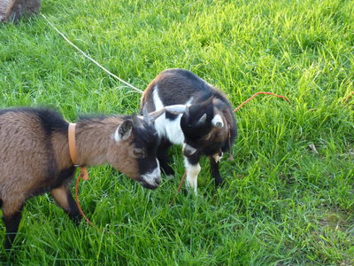 Les bestioles du verger, raoul4