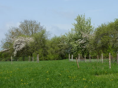 Les bestioles du verger, verger printemps 2013
