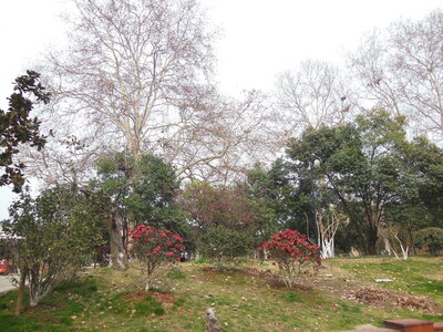 Xuanwu Lake, DSCN0362
