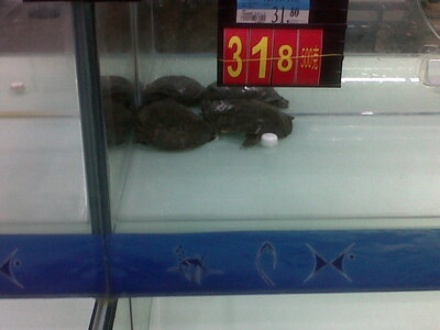 Walmart chinois, IMG00516-20130212-1522