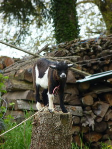 Les bestioles du verger, P1020683