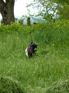 Les bestioles du verger, P1020679