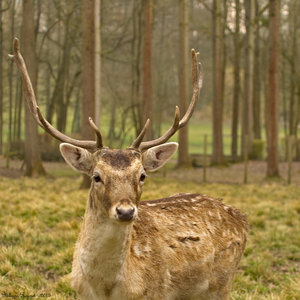 Animaux, p_2013-03-31 13-49-38