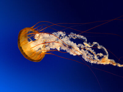 essai, Jellyfish