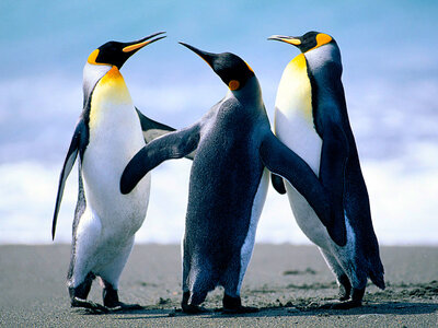 essai, Penguins