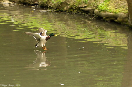 faune sauvage libre, p_2013-05-18 15-00-46  3 