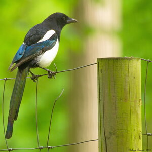 faune sauvage libre, p_2013-05-09 13-02-31