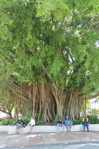 Cairns, IMG_2968