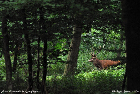 faune sauvage libre, Cerf 10 cors de Compiègne 