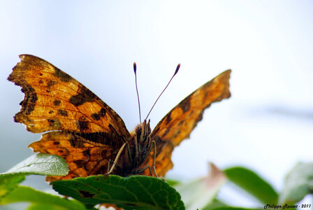 Macro, p_2011-08-24 13-46-40