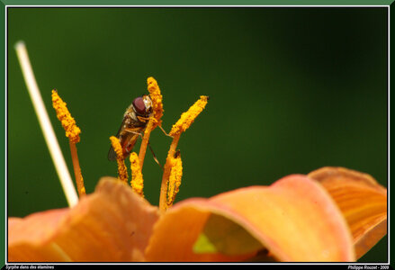 Macro, p_2009-07-24 14-19-57b