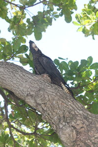 Ayr / Townsville, IMG_3073