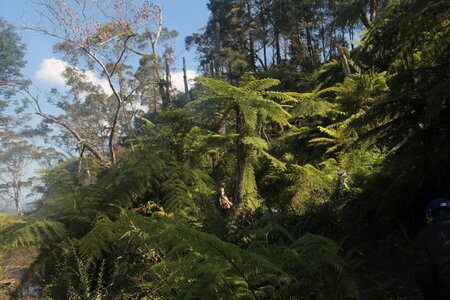 Sydney/Blue mountain, IMG_2619