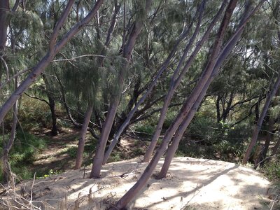 Ayr / Townsville, IMG_1116