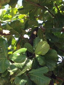 Ayr / Townsville, IMG_1141