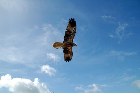 Cairns, IMG_1232