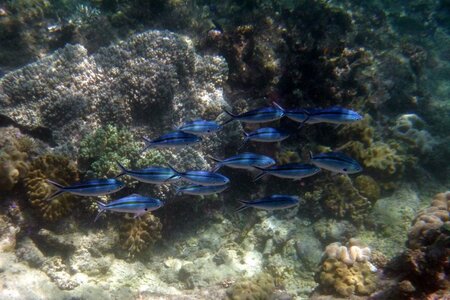 Cairns, IMG_1239
