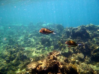 Cairns, IMG_1241