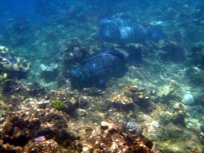 Cairns, IMG_1245