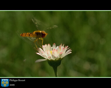 Macro, Syrphe aux paquerettes