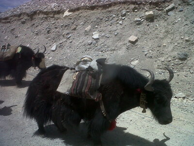 Tibet-Sur la route de Shigatse au Basecamp de l'Everest, IMG00979-20130519-1524