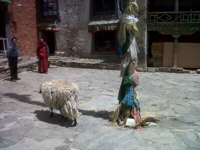 Tibet-Sur la route de Shigatse au Basecamp de l'Everest, IMG00987-20130519-1540