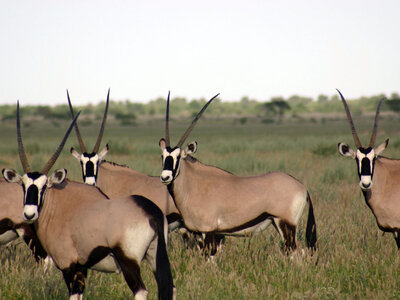 L'album de Henri, oryx_940x705